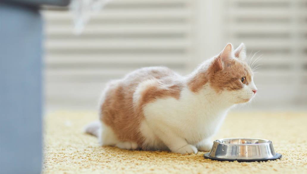 The Top 10 dog and cat food brands on Amazon UK