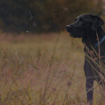 Image of a black dog in a field