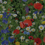 Gplant Amazon DSP Case Study - Venture Forge Wildflower meadow image used as a thumbnail for a Gplant Amazon DSP case study.