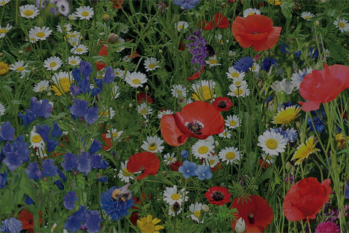 OVERLAYS - Venture Forge