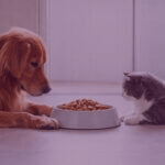 Dog and cat eating pet food representing Amazon UK pet food category analysis and market competition
