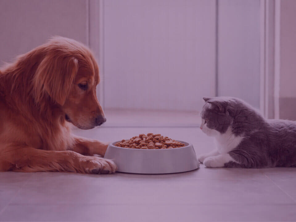 Dog and cat eating pet food representing Amazon UK pet food category analysis and market competition